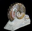 Beautiful, Hoploscaphites Ammonite - South Dakota #77844-2